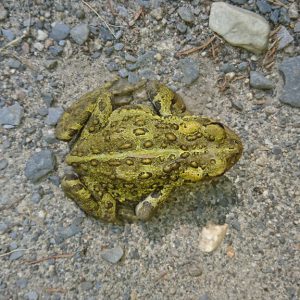 same-adult-toad